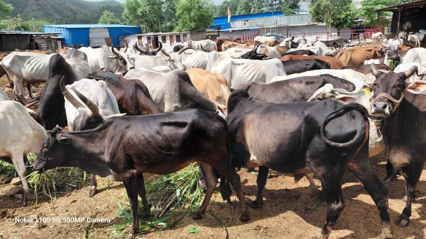 Support Gau Seva: Join Sanatan Sanskruti’s Mission to Protect and Care for Sacred Cows